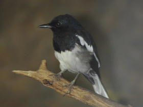 Фото Сорочий шамо-дрозд