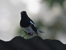 Фото Сорочий шамо-дрозд