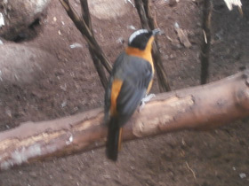 Фото Седоголовая горихвостка