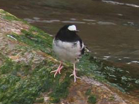 Фото Белоножка