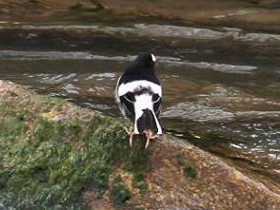 Фото Белоножка