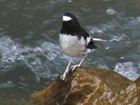 Фото Белоножка