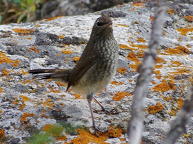 Фото Соловей-красношейка