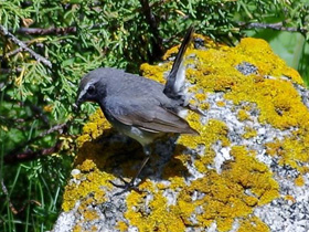 Фото Соловей-красношейка