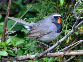 Фото Соловей-красношейка