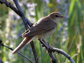 Фото Обыкновенный соловей