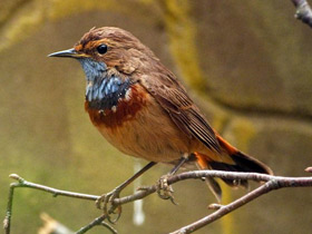 Смотреть фото Варакушка Фото Варакушка