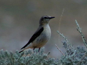Фото Обыкновенная каменка