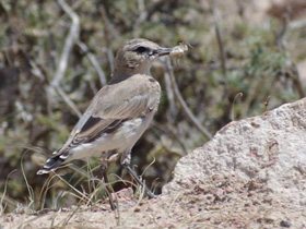 Смотреть фото Каменка-плешанка Фото Каменка-плешанка