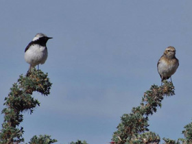 Смотреть фото Каменка-плешанка Фото Каменка-плешанка