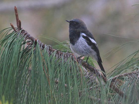 Смотреть фото Седоголовая горихвостка Фото Седоголовая горихвостка