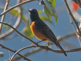 Фото Синелобая горихвостка