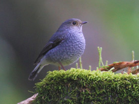 Фото Сизая горихвостка
