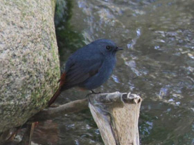 Фото Сизая горихвостка