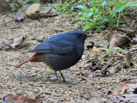 Фото Сизая горихвостка