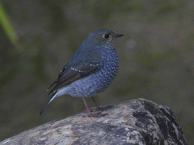 Фото Сизая горихвостка