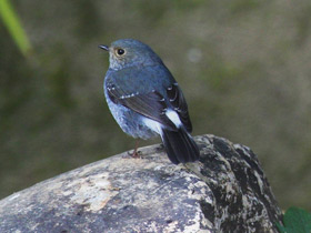 Фото Сизая горихвостка