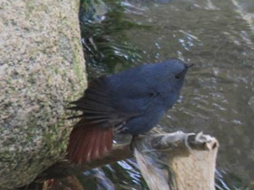 Фото Сизая горихвостка