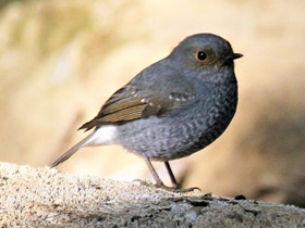 Фото Сизая горихвостка