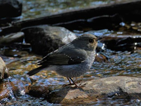 Фото Сизая горихвостка