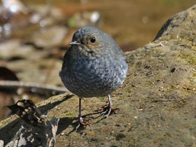 Фото Сизая горихвостка