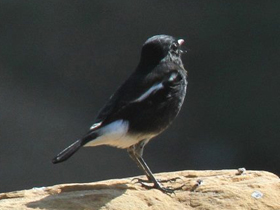 Смотреть фото Чёрный чекан Фото Чёрный чекан