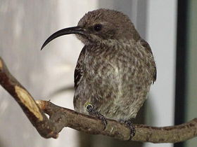 Фото Яркокрасногрудая нектарница