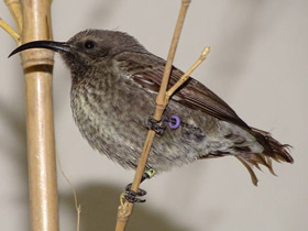 Фото Яркокрасногрудая нектарница