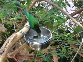 Фото Малахитовая нектарница