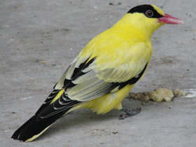 Китайская черноголовая иволга Китайская черноголовая иволга