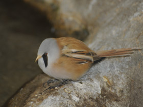 Фото Усатая синица