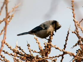 Фото Белая лазоревка