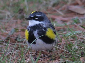 Смотреть фото Миртовый лесной певун Фото Миртовый лесной певун