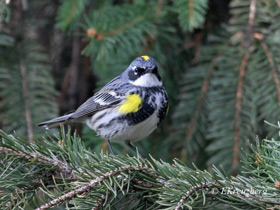 Смотреть фото Миртовый лесной певун Фото Миртовый лесной певун