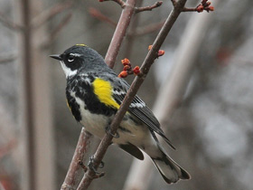 Смотреть фото Миртовый лесной певун Фото Миртовый лесной певун
