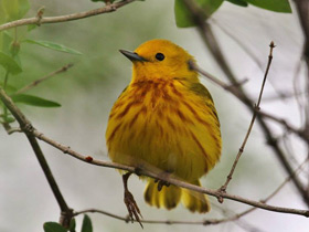 Смотреть фото Жёлтая древесница Фото Жёлтая древесница