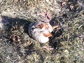 Фото Городской, или домовый воробей