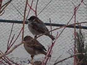 Фото Городской, или домовый воробей