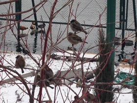 Фото Городской, или домовый воробей