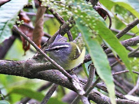 Фото Корольковая пеночка