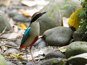 Фото Питта-нимфа