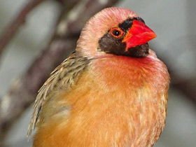 Фото Красноклювый ткач