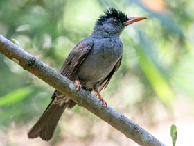 Фото Чёрный бюльбюль