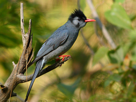 Фото Чёрный бюльбюль