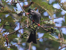 Фото Чёрный бюльбюль