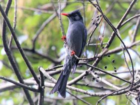 Фото Чёрный бюльбюль