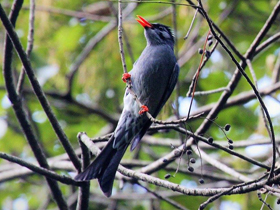 Фото Чёрный бюльбюль