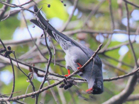 Фото Чёрный бюльбюль