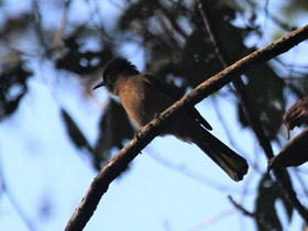 Фото Горный бюльбюль