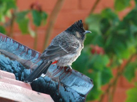 Фото Розовобрюхий бюльбюль